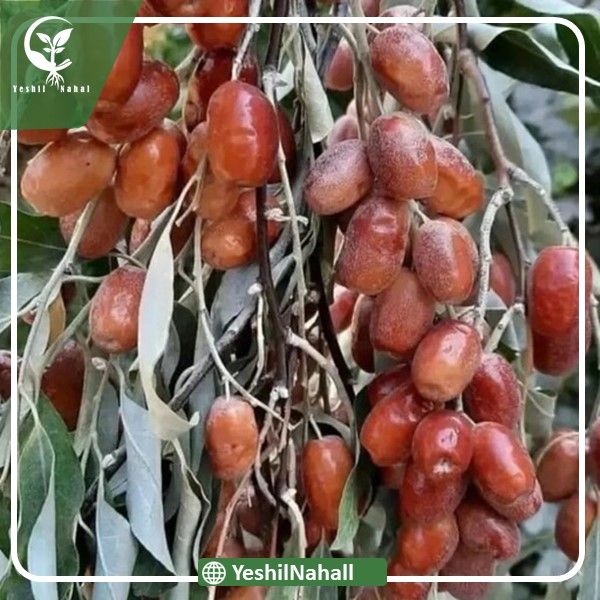 نهال سنجد حاج رحیمی